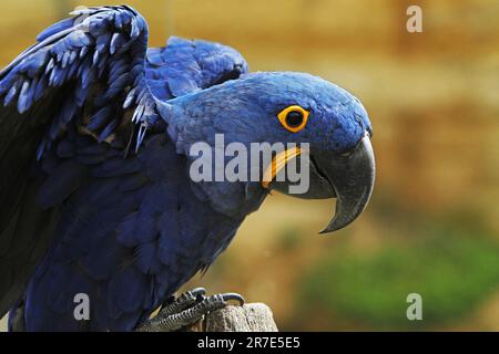 Hyacinth Macaw, anodorhynchus hyacinthinus, Adult Stock Photo