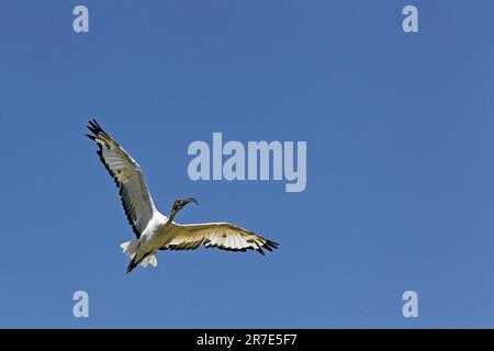 Sacred Ibis, threskiornis aethiopica, Adult in Flight Stock Photo