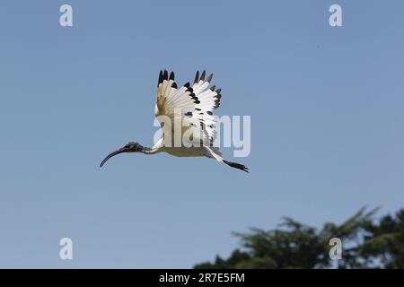 Sacred Ibis, threskiornis aethiopica, Adult in Flight Stock Photo