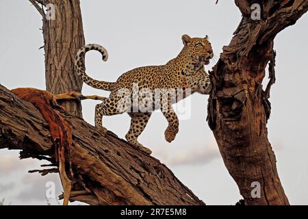 Leopard, panthera pardus, Adult standing in Tree, with a Kill, Moremi Reserve, Okavango Delta in Botswana Stock Photo