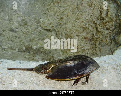 Atlantic Horseshoe Crab, limulus polyphemus Stock Photo