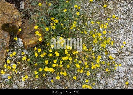 Smooth hawksbeard growing out of the gravel of a footpath Stock Photo