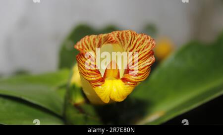 Closeup Canereed (Thebu) Flower Stock Image Stock Photo