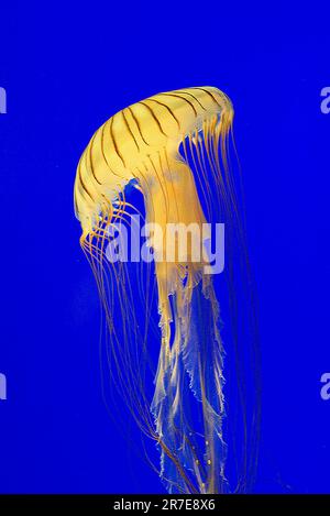 Brown jellyfish or northern sea nettle (Chrysaora melanaster) is a carnivorous jellyfish. It lives in Arctic and northern Pacific ocean.