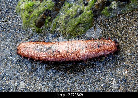 Cotton-spinner or tubular sea cucumber (Holuthuria tubulosa) ventral side. Echinodermata. Holothuriidae. Cape Creus, Mediterranean Sea. Stock Photo