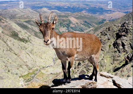 Wild goat or Gredos ibex (Capra pyrenaica victoriae). Mammalia. Artiodactyla. Bovidae. Sierra de Gredos, Avila, Castilla y Leon, Spain. Stock Photo