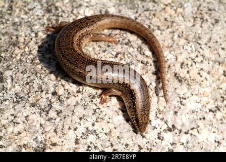 Ocellated skink (Chalcides ocellatus) is carnivorous and lives in arid areas. Family Scincidae. Sardinia, Italy Stock Photo