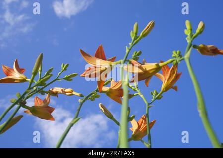 Orange day-lily, Hemerocallis fulva, against a blue sky, growing in a garden, Szigethalom, Hungary Stock Photo