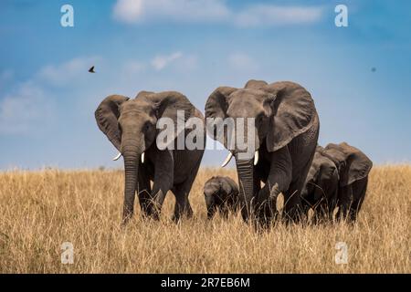 The elephant family in the grassland. AMBOSELI NATIONAL PARK, KENYA: BREATHTAKING images show a majestic elephant posing in front of Mount Kilimanjaro Stock Photo