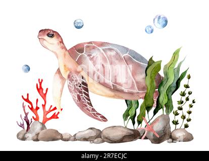 Realistic sea turtle illustration painted in watercolor. Image of sea creatures swimming in the underwater world. Amphibious reptile isolated on white Stock Photo