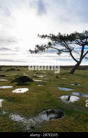 Landscape of small pools of water on the floor of the mountain with sparse vegetation Stock Photo