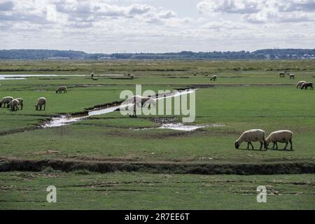 Salt marsh sheep in the Bay of the Somme (northern France), near Le Crotoy Stock Photo