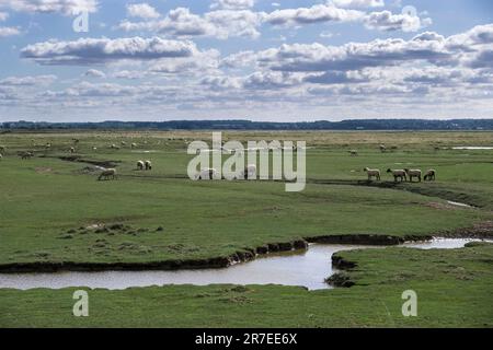Salt marsh sheep in the Bay of the Somme (northern France), near Le Crotoy Stock Photo