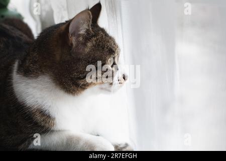 Cute pet cat watching out the window. Head close-up. Cat sits on the balcony and looks outside through window. Stock Photo