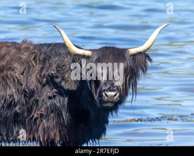 A black Scottish highland cow standing in the water Stock Photo - Alamy