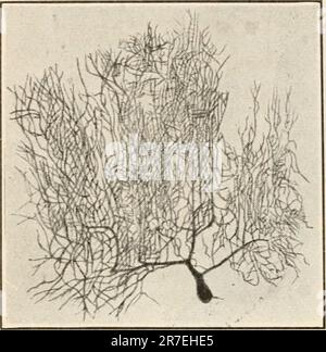 'Elements of biology; a practical text-book correlating botany, zoology, and human physiology' ([c1907]) Stock Photo