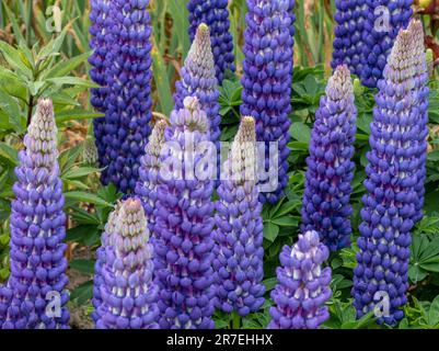 Blue Lupins in full flower Stock Photo