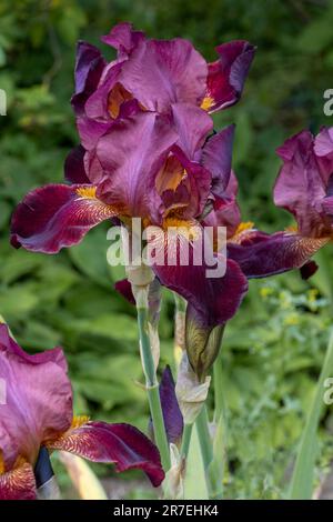 Dark red Iris in full flower Stock Photo