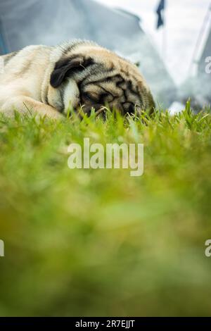 Pug dog sleeping to tent camping site in england uk. Stock Photo
