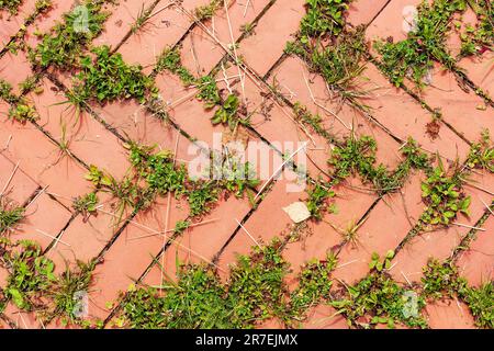 Grass grows across the paving slabs. Improper preparation of the base for laying the tiles. View from above Stock Photo