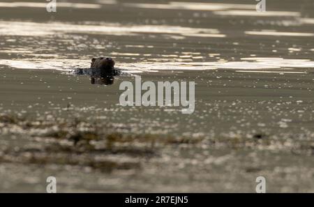 Wild Otter (Lutra lutra) swimming on a loch on a calm evening, Isle of Mull, Scotland Stock Photo