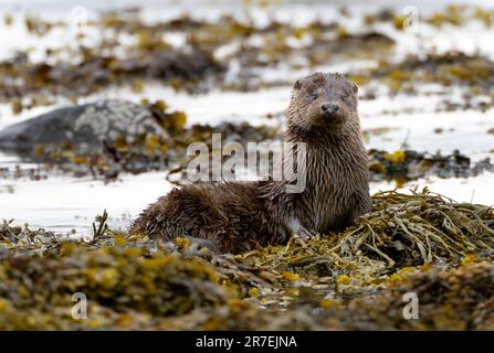 Wild Otter (Lutra lutra) amongst the seaweed, Isle of Mull, Scotland Stock Photo