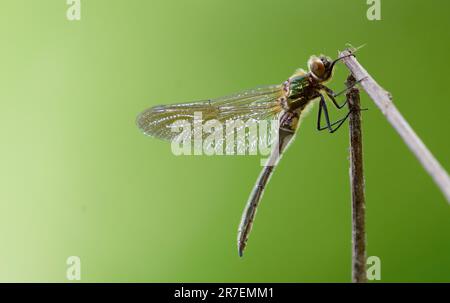 Close up of a dragonfly Stock Photo