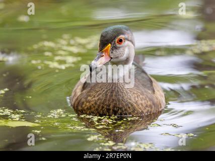 Closeup of an eclipse Wood duck male swimming on Ottawa river in Canada Stock Photo