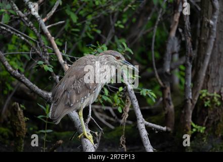 Immature Black-crowned night heron (Nycticorax nycticorax), juvenile heron stalking prey in spring Stock Photo