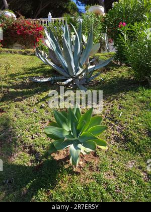 Agave attenuata and agave americana 'Marginata aurea' (American Century Plant) Stock Photo