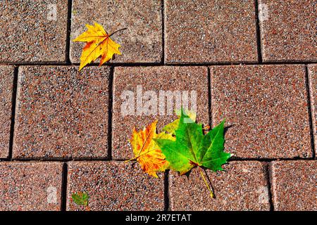 Autumn leaves on the pavement . Leaves on the sidewalk Stock Photo