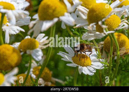 A bee-like syrphid fly perched on white chamomile flowers on a summer day. White wildflowers. Pollination of plants by insects. Hover flie perched on Stock Photo