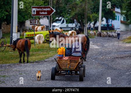 Driving a Horse Carriage in the Village of Viscri in Romania Stock Photo