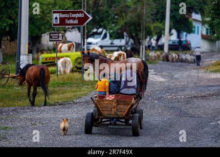 Driving a Horse Carriage in the Village of Viscri in Romania Stock Photo