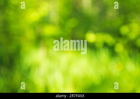 Green abstract natural blurred background. Copy space, defocused. Stock Photo