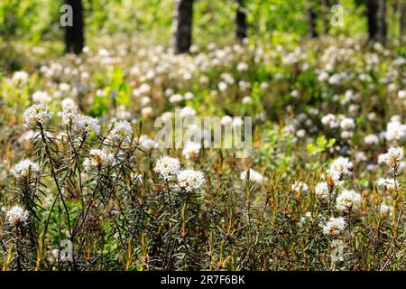 Rhododendron tomentosum, Marsh Labrador tea, in Forest Stock Photo