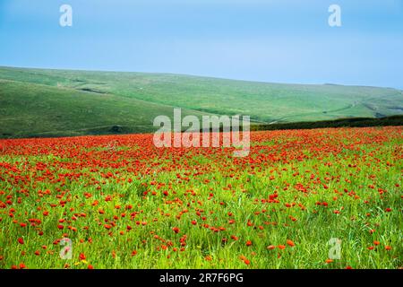 The stunning sight of a field full of Common Poppies Papaver rhoeas on the coast of Crantock Bay in Newquay in Cornwall in the UK in Europe. Stock Photo