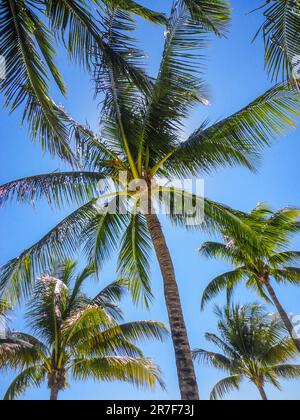 Group of palm trees seen from below on a sunny day Stock Photo