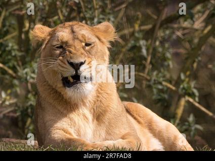 Front view of a grumpy Asiatic lioness, mouth open and showing teeth and snarling,isolated outdoors in the lion enclosure, Cotswold Wildlife Park, UK. Stock Photo