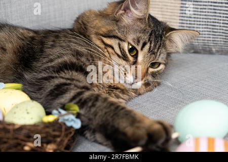Easter cat playing with painted eggs while lying on the couch. Stock Photo