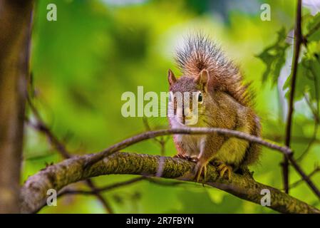 Red-Gray Squirrel. She jumped on a tree in a beautiful wild Canadian forest. She sat on a tree branch among the green leaves illuminated by the sun. Stock Photo