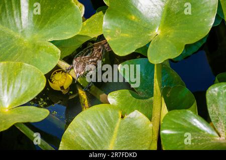 Close up of a bird amongest waterlily pads at Beaver Marsh in Cuyagoga Valley National park. Stock Photo