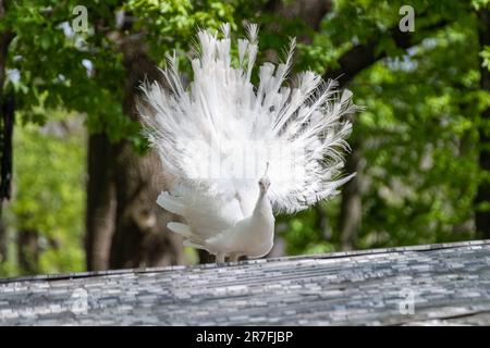White Peafowl male demonstrating tail. Bird with leucism, white feathers in sunny aviary background Stock Photo