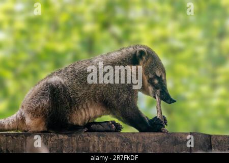 South American coati, ring-tailed coati portrait, cute raccoon family animal eating on green blurred background Stock Photo