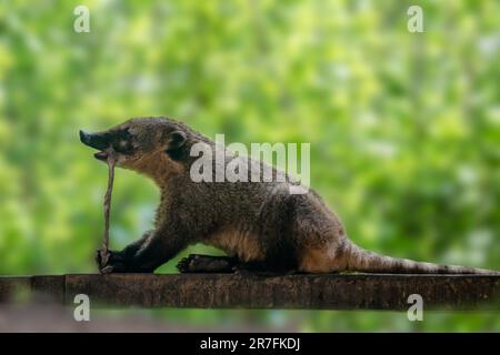 South American coati, ring-tailed coati sitting, cute raccoon family animal eating on green blurred background Stock Photo