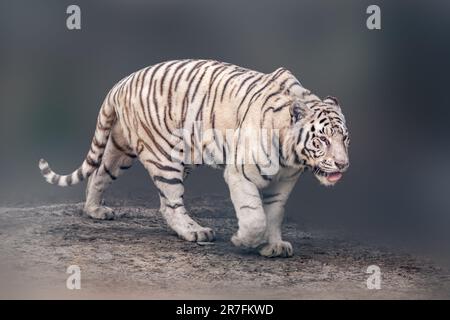 White tiger, tigress with black stripes walking in powerful pose. Portrait with dark blurred background. Wild endangered animals, big cat Stock Photo