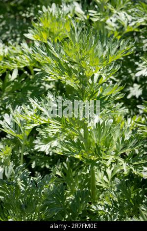 Growing  wormwood plant outdoors in the garden Stock Photo