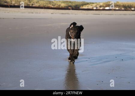 A black doodle dog runs on the beach Stock Photo