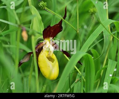 Cypripedium calceolus is a lady's-slipper orchid Stock Photo