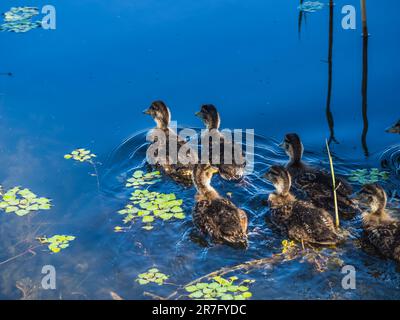 Little ducks swimming on the lake Stock Photo